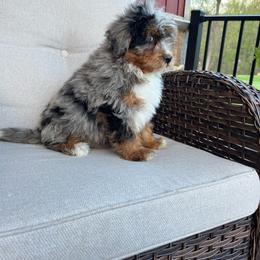 Maverick - Blue merle male Bernedoodle puppy in Holtwood, Pennsylvania from Country Ridge Puppies