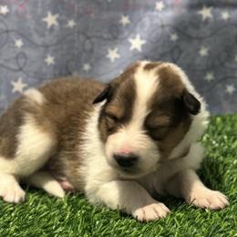 Ethan - male Scottish Collie puppy in Newcastle, Wyoming from 7K Collies