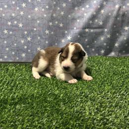 Ethan - male Scottish Collie puppy in Newcastle, Wyoming from 7K Collies