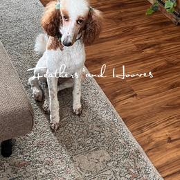 Dorothy - Poodle
