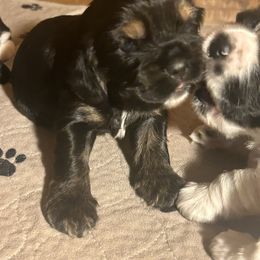 Blessing - Black and tan female Cocker Spaniel puppy in Warrensburg, Missouri from Hirt House Saints