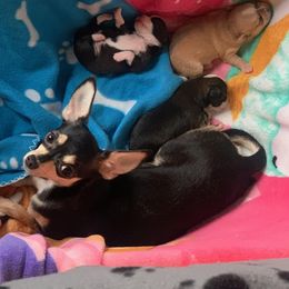 Chihuahua Puppies from Chi Angels