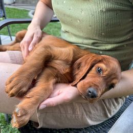 Stella - Mahogany female Irish Setter puppy in Orem, Utah from Rocky Mountain Irish Setters