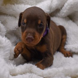 Purple collar - Red and rust female Doberman Pinscher puppy in Lafayette, Louisiana from Indah Lux Dobermans