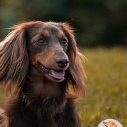 Mila - Dachshund