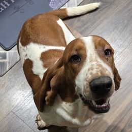 Azalea - Basset Hound