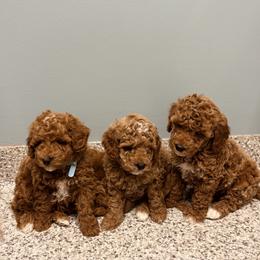 Yellow collar girl - Red  female Goldendoodle puppy in Bristol, Tennessee from 4goldendoodles