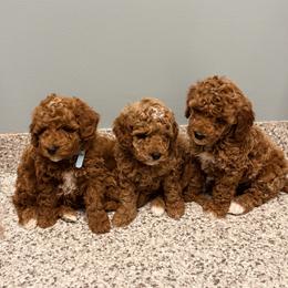 Yellow collar girl - Red  female Goldendoodle puppy in Bristol, Tennessee from 4goldendoodles