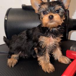 Grecia - Blue and gold female Yorkshire Terrier puppy in Fort Myers, Florida from Katherine’s Yorkies and Poodles