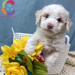 Transistor - Cream male Labradoodle puppy in Bowman, Georgia from Companion Creek Farm