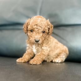 Cove - Apricot male Cavapoo puppy in Saint George, Utah from Fitzdoodles
