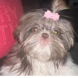 Isabella - Shih Tzu