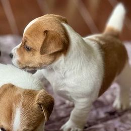 Beacon - White and tan male Russell Terrier puppy in London, Kentucky from Norvell Kennels