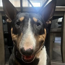 Bull Terrier and Pomeranian All Grown Up from Bossladykennels