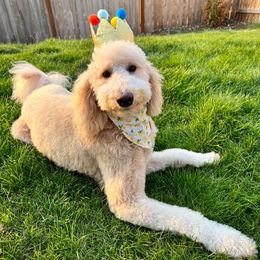 Bernedoodle and Poodle All Grown Up from Sweet Tea Kennels