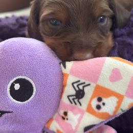 Dachshund Puppies from Hannau Doxies