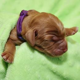 Brooke - Red female Australian Labradoodle puppy in Stanwood, Washington from Victoria Creek Australian Labradoodles