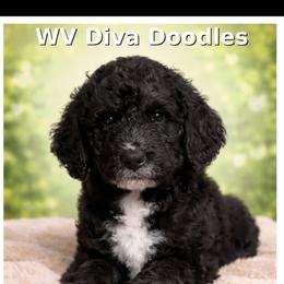 Leo - Black male Goldendoodle puppy in Petersburg, West Virginia from Wv Diva Doodles