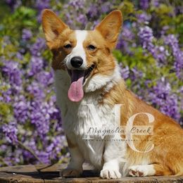 Nyx - Pembroke Welsh Corgi