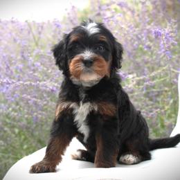 Onyx - Tri-color male Bernedoodle puppy in Eagle Mountain, Utah from Fur Real Puppies.
