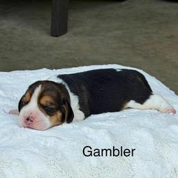 Gambler - Black tan and white male Beagle puppy in Mansfield, Missouri from Rippee Creek Kennel