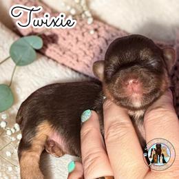 Twixie - Chocolate and tan female Yorkshire Terrier puppy in London, Kentucky from Soto Yorkies