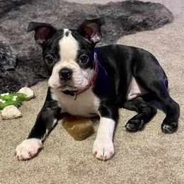 Boston Terriers from Susan's Bostons