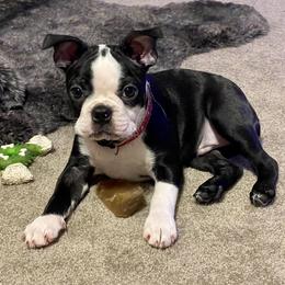Boston Terriers from Susan's Bostons