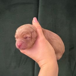 Zeus - Red  male Goldendoodle puppy in Brooklyn, New York from Doodle of NY