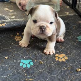 Nugget - Red and white male Bulldog puppy in Aiken, South Carolina from Hayzlett Family English Bulldogs