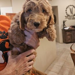 Leo - Red  male Goldendoodle puppy in Tucson, Arizona from Ever After Doodles Arizona
