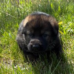 Yellow male - Sable male German Shepherd puppy in Herrick, South Dakota from Dakota Shepherds Kennels