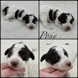 Pony - Parti female Poodle puppy in Wheatland, California from Sapphire Ridge Poodles
