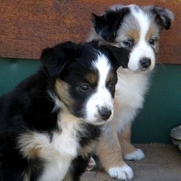 Miniature American Shepherd Puppies from Blue Moon Mini Shepherds