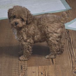 Milo - Red  male Poodle puppy in Grand Saline, Texas from Oldfield Outdoors