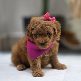 Girl 2 - Red female Maltipoo puppy in San Diego, California from Maltipoos SD