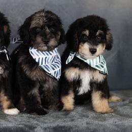 Aussiedoodle and Cavapoo Puppies from Blue Diamond Puppies