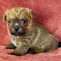 Ella's Girl - Red wheaten female Norfolk Terrier puppy in Bristol, Tennessee from Holston Hollow Farm