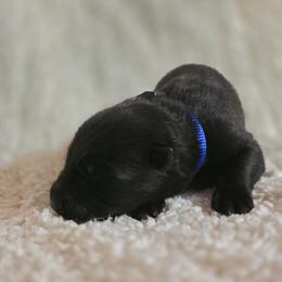 Blue Boy - Black coat - Black male German Shepherd puppy in Elijay, Georgia from Mission K9