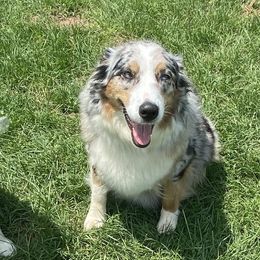Sadie - Australian Shepherd