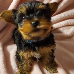 Yorkshire Terriers from Jennifer's Yorkshire Terriers