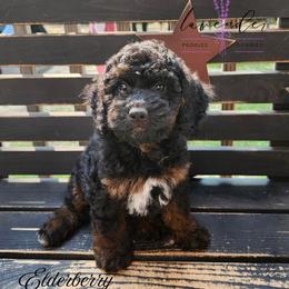 Elderberry - Black and tan female Cockapoo puppy in Mancelona, Michigan from Lavender poodles & doodles