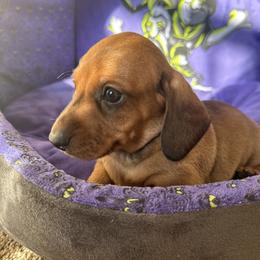Dachshund Puppies from Army of Dachshunds