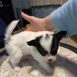 Cory - White black and tan male Papillon puppy in Central Florida, Florida from Sunshine Papillons