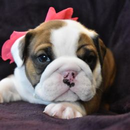 English Bulldog Puppies from Raise The Woof Bulldogs