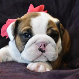English Bulldog Puppies from Raise The Woof Bulldogs