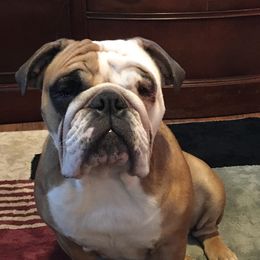Bulldogs from Large Marge English Bulldogs