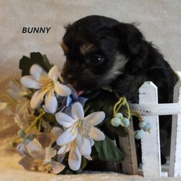 Girl 2 - Black Havanese puppy in Salt Lake City, Utah from Steal Your Heart Havanese