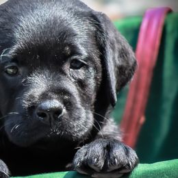 Labrador Retrievers from Lake Julia Labradors