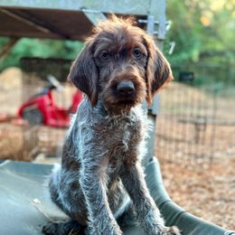 Moxie - Brown and gray female Wirehaired Pointing Griffon puppy in Shelbyville, Texas from AndersonK9Kennels Bayou Beards